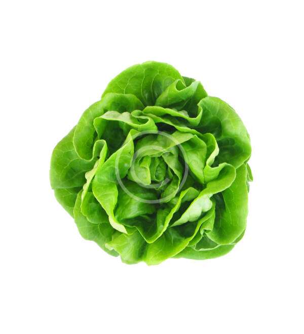 Bok Choy